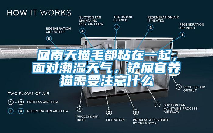 回南天貓毛都粘在一起，麵對潮濕天氣，鏟屎官養貓需要注意什麽