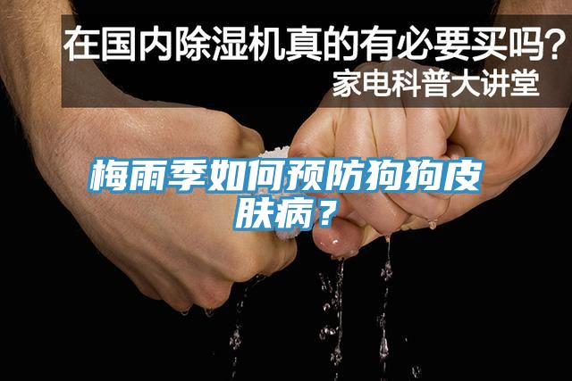 梅雨季如何預防狗狗皮膚病？